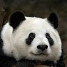 PandaMan