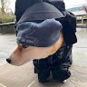 sneakyking