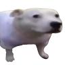 shmongus